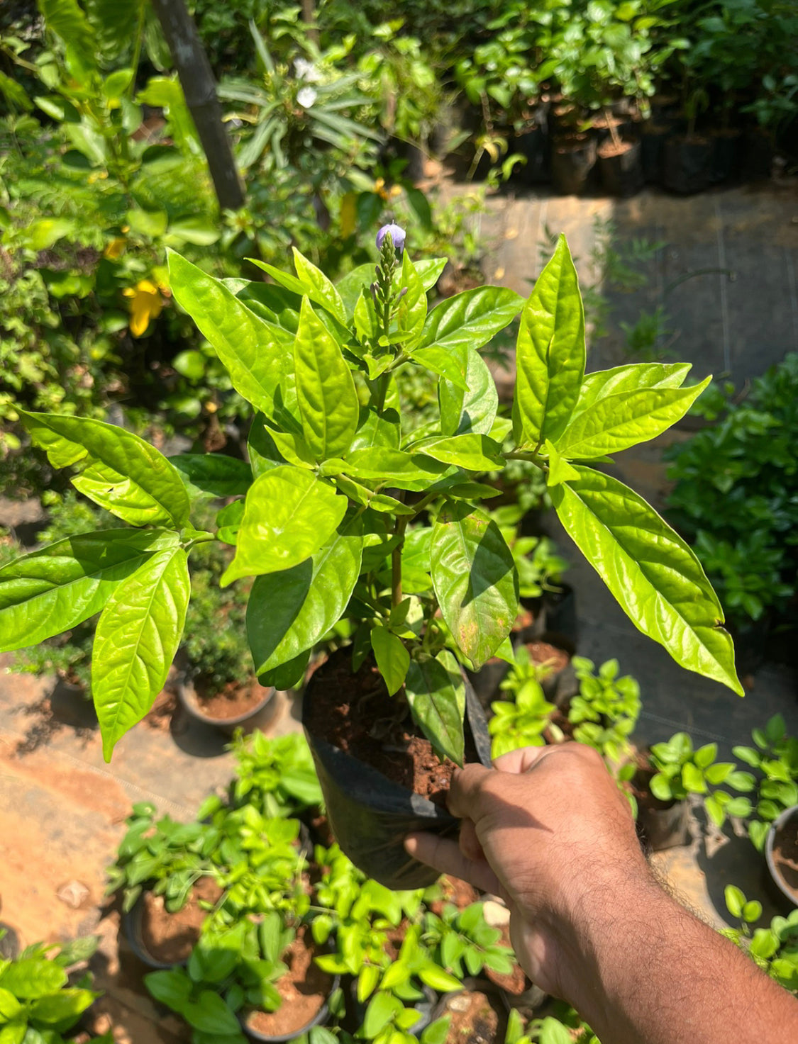 Crossandra Blue/Blue Twilight