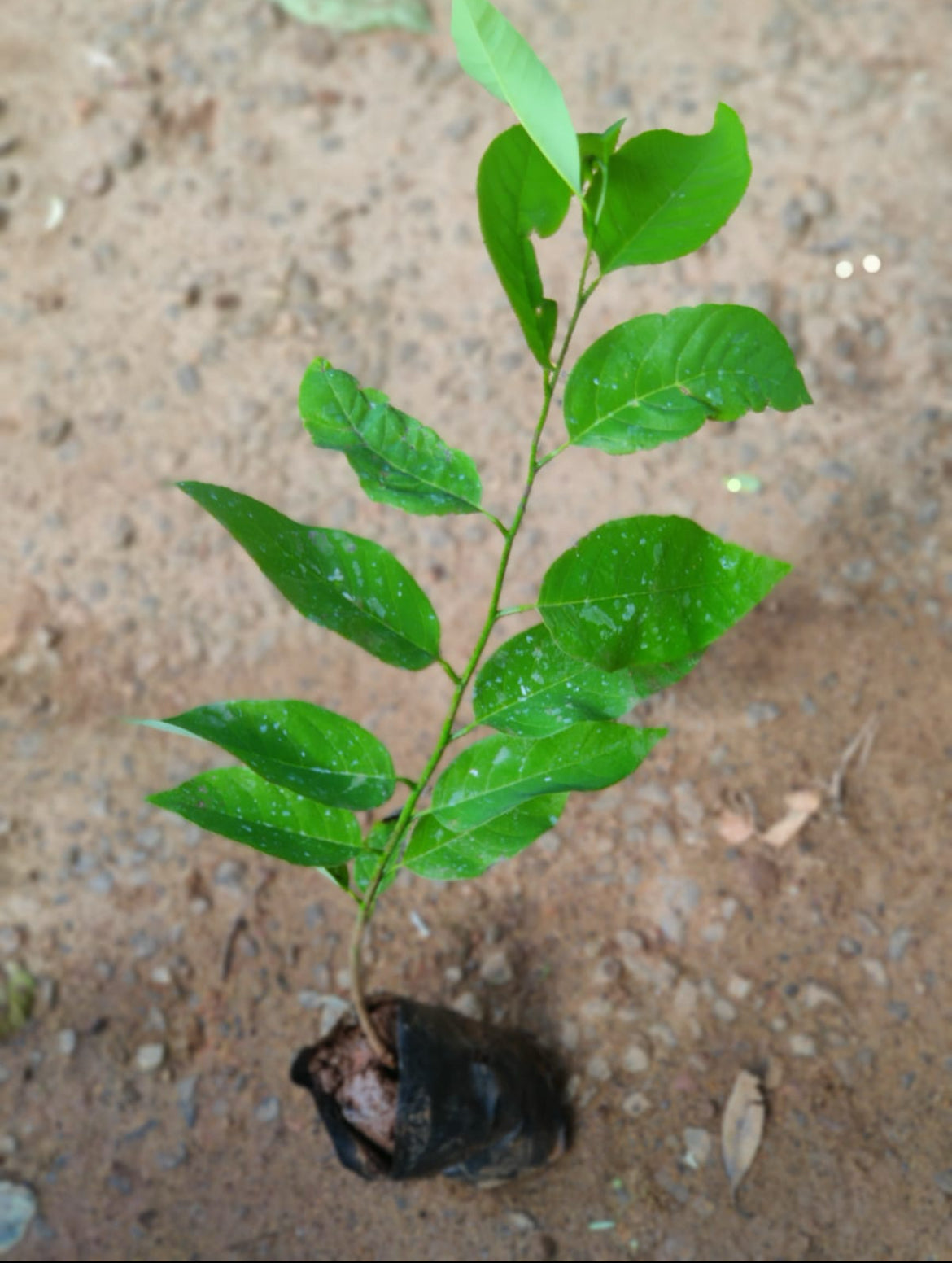 Custard Apple(സീതപ്പഴം)