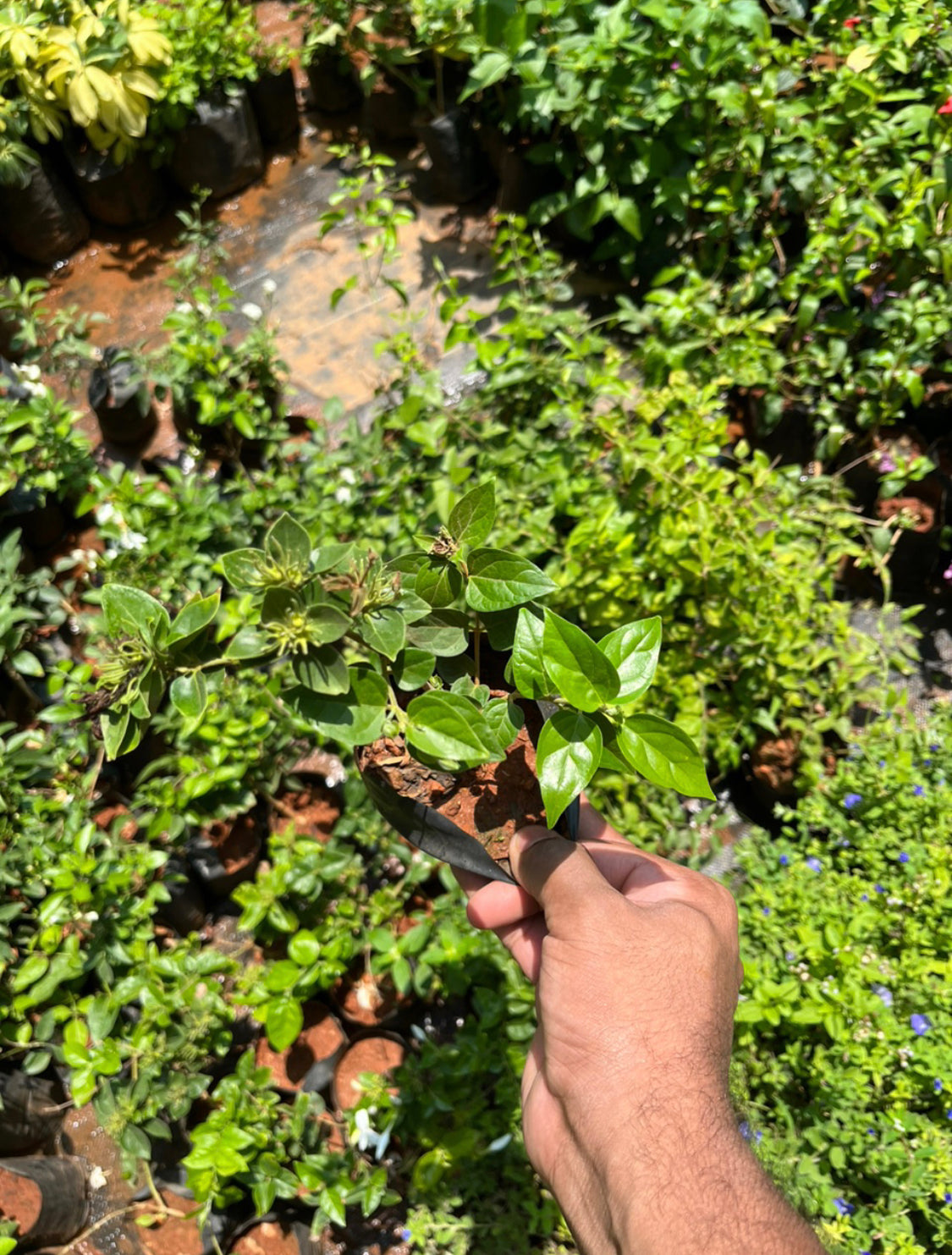 Kagda Jasmine(white bud)