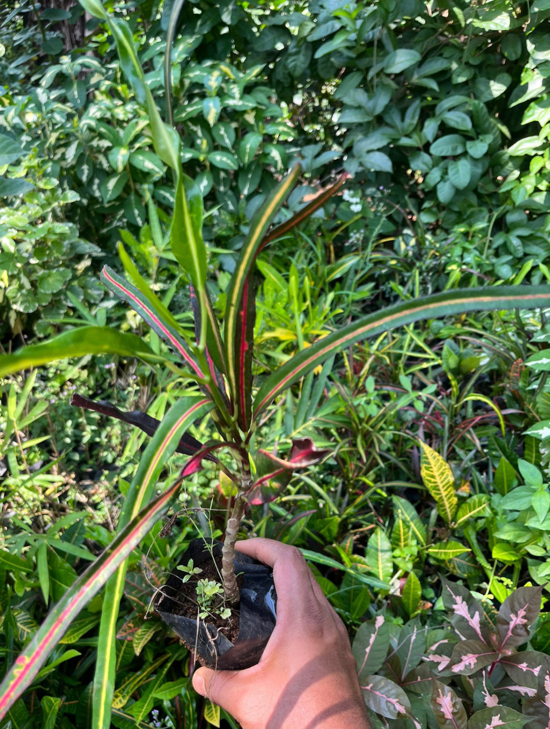 Croton zanzibar