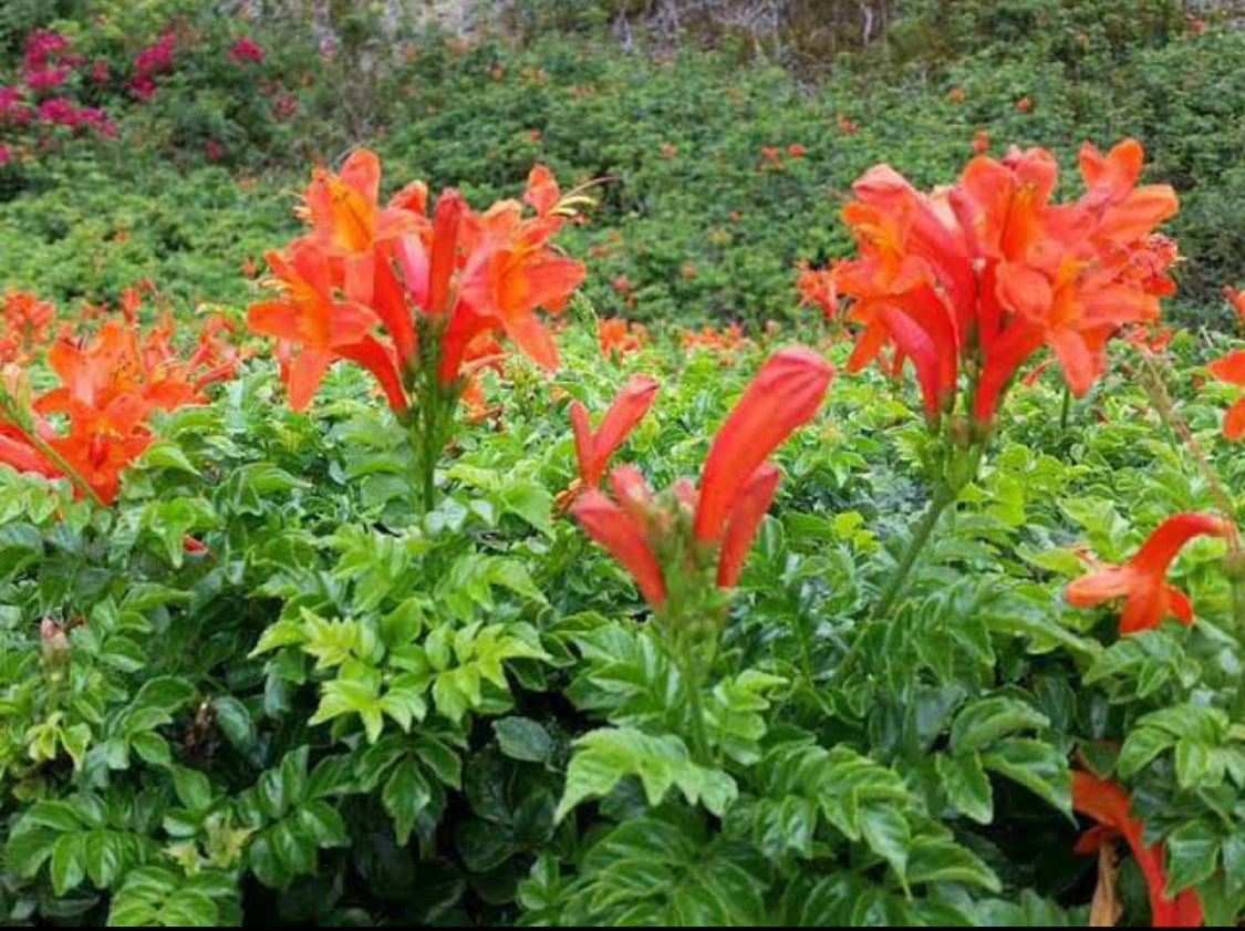 Tecoma capensia Orange