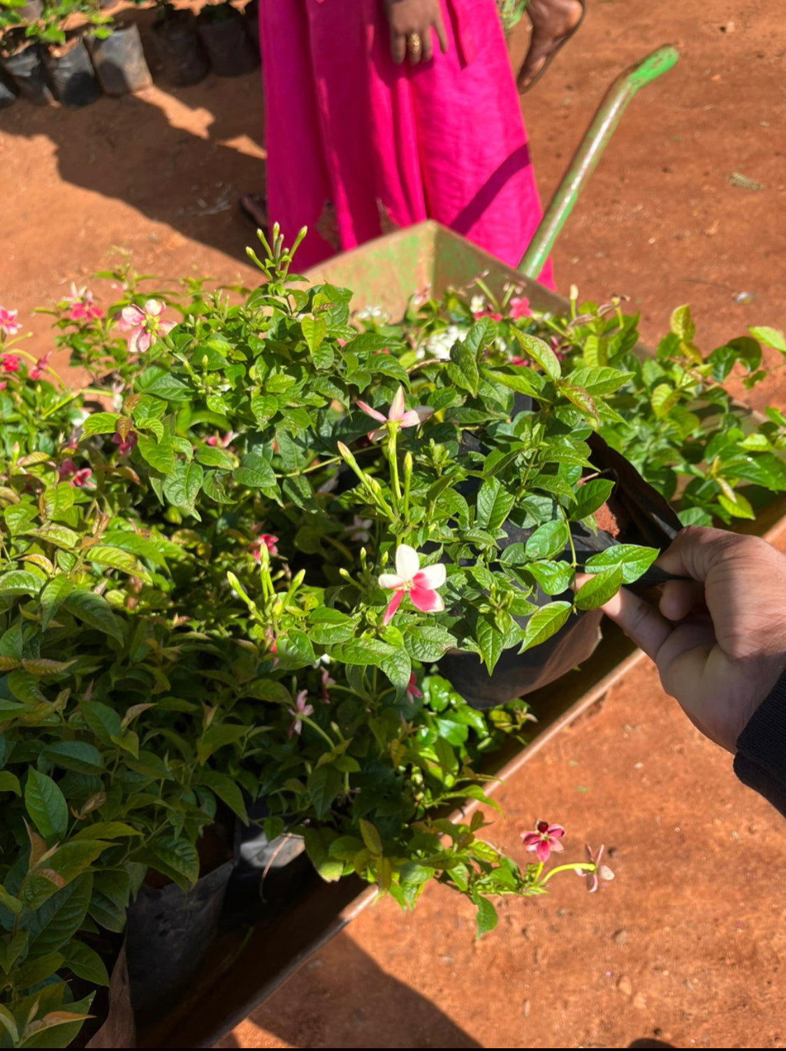 Rangoon Dwarf single petal (Madhumalti).