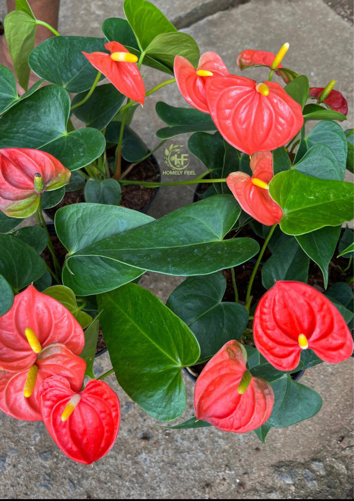 Anthurium Orange