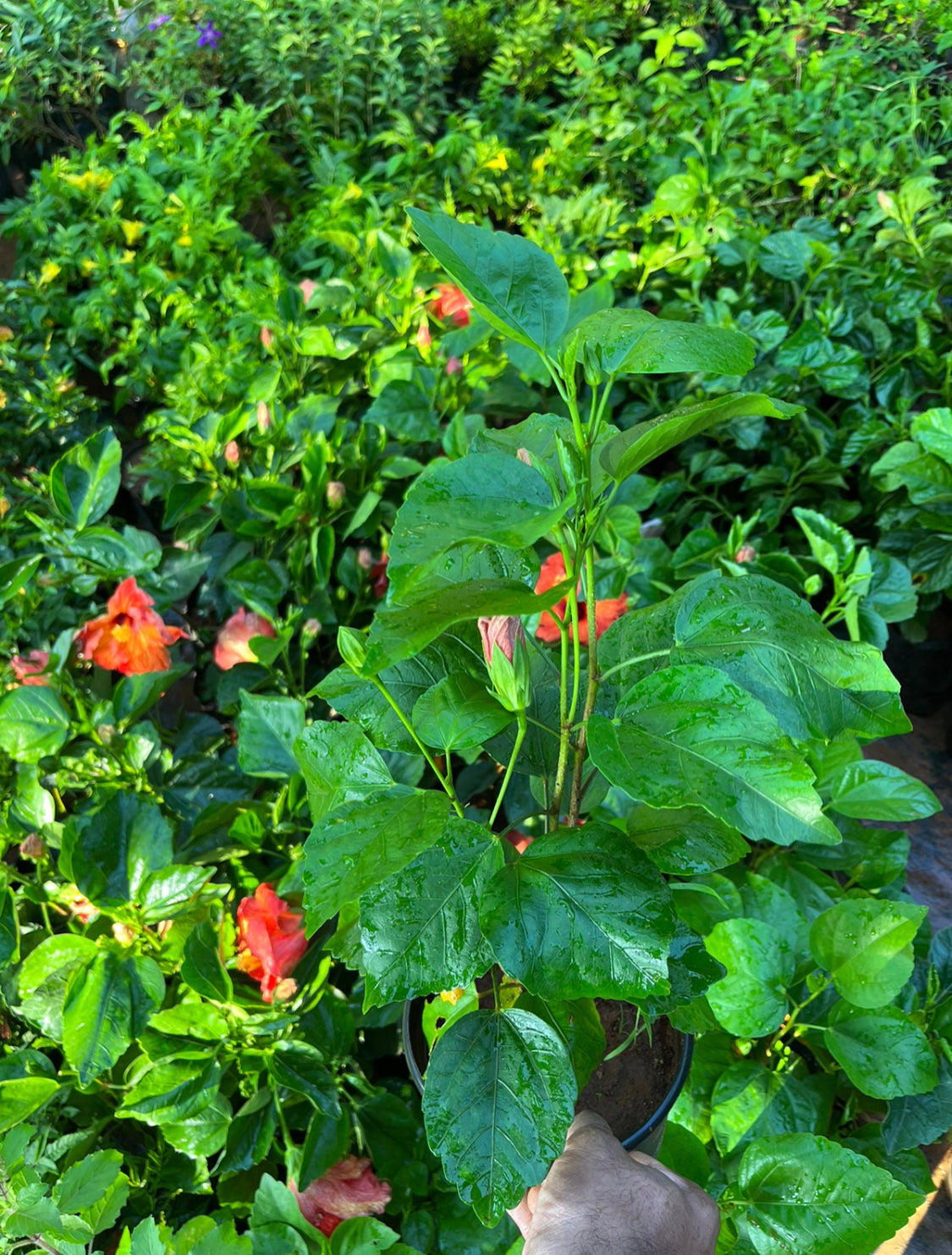 Hibiscus Playboy Hollywood Orange Hybrid-Code 6