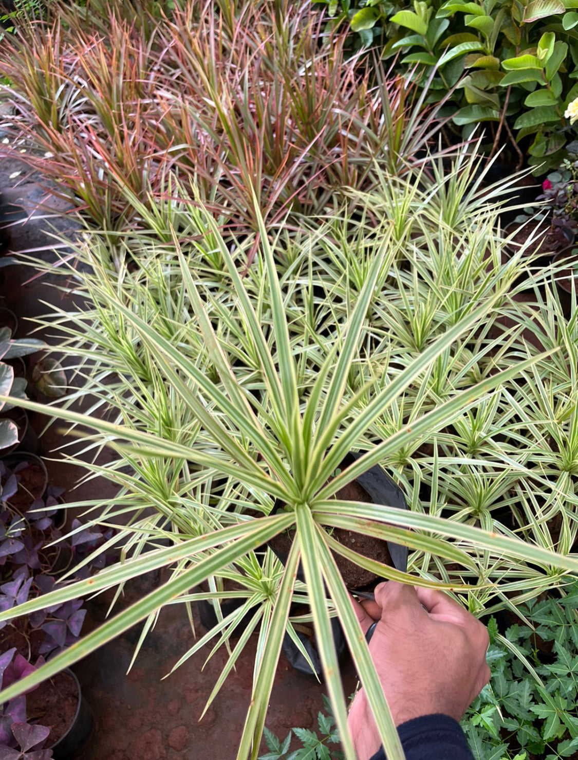 Dracaena coloroma white
