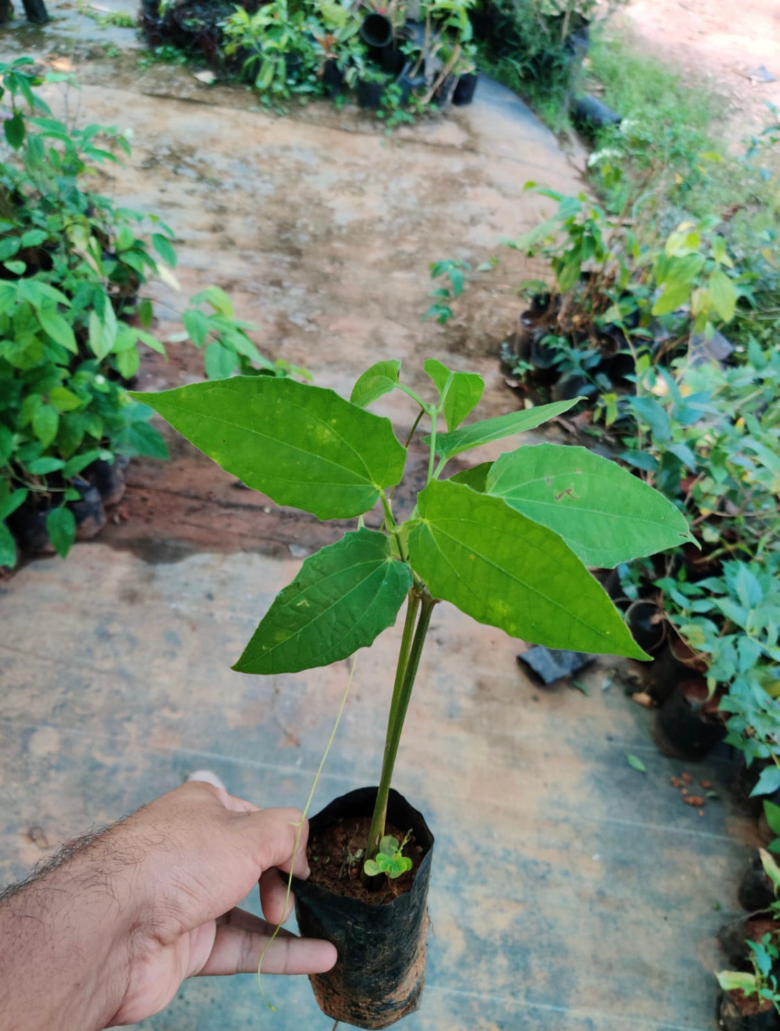 Thunbergia Grandiflora