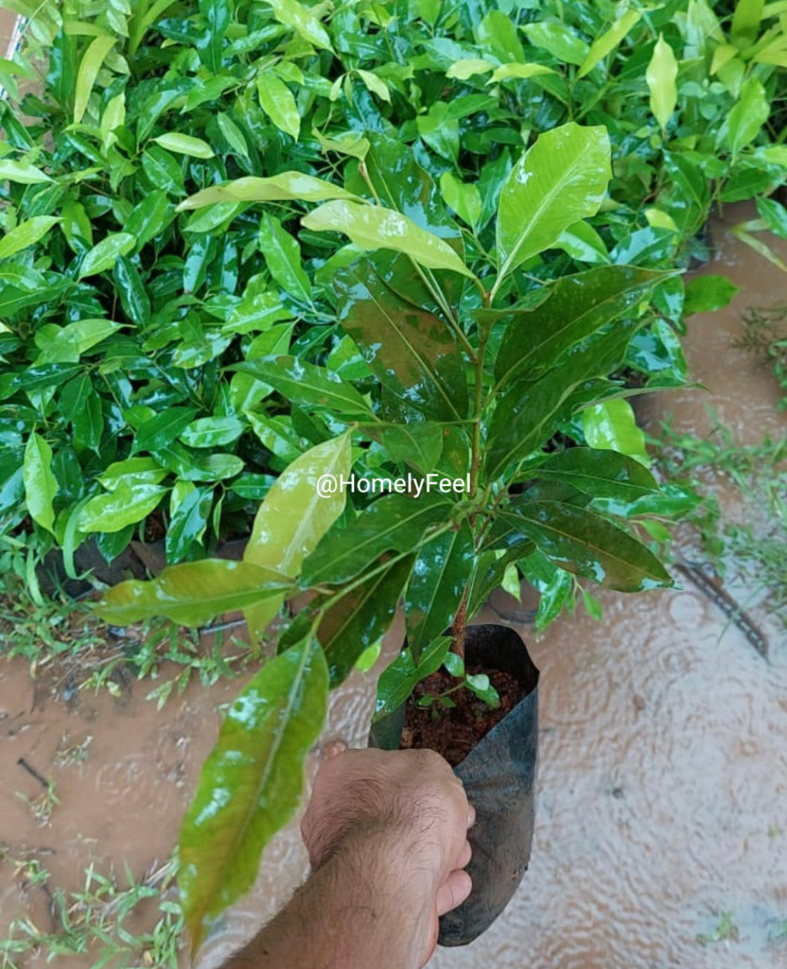 Spanish Cherry(Elanji).