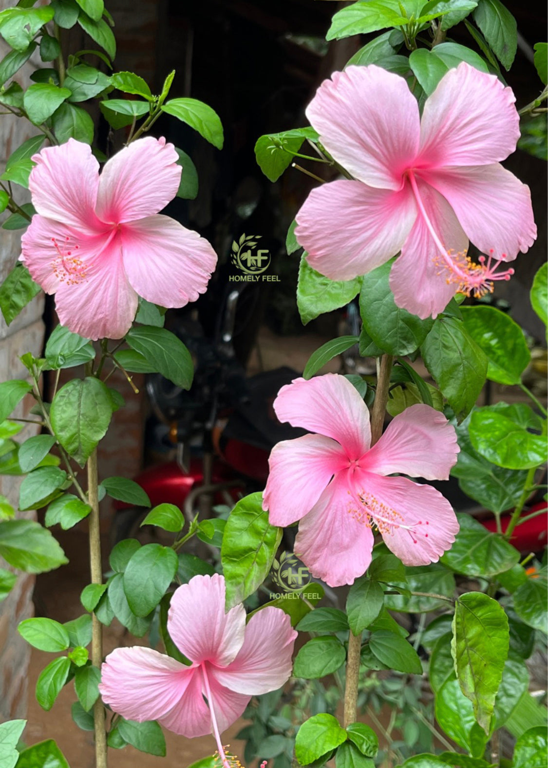Hibiscus Pink Desi