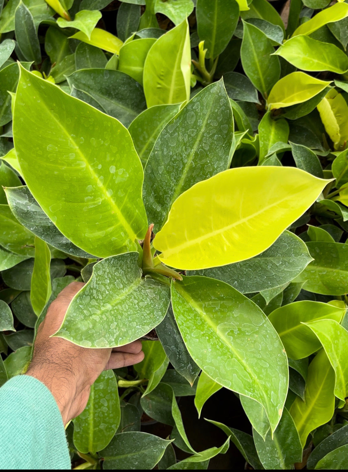 Philodendron Moonshine