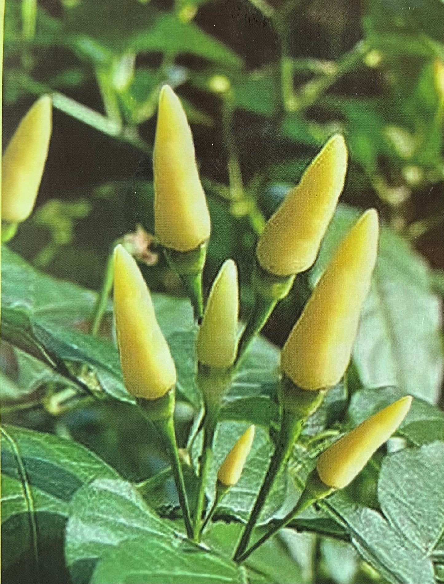 Bird's eye chilli white(വെള്ള കാന്താരി )seed