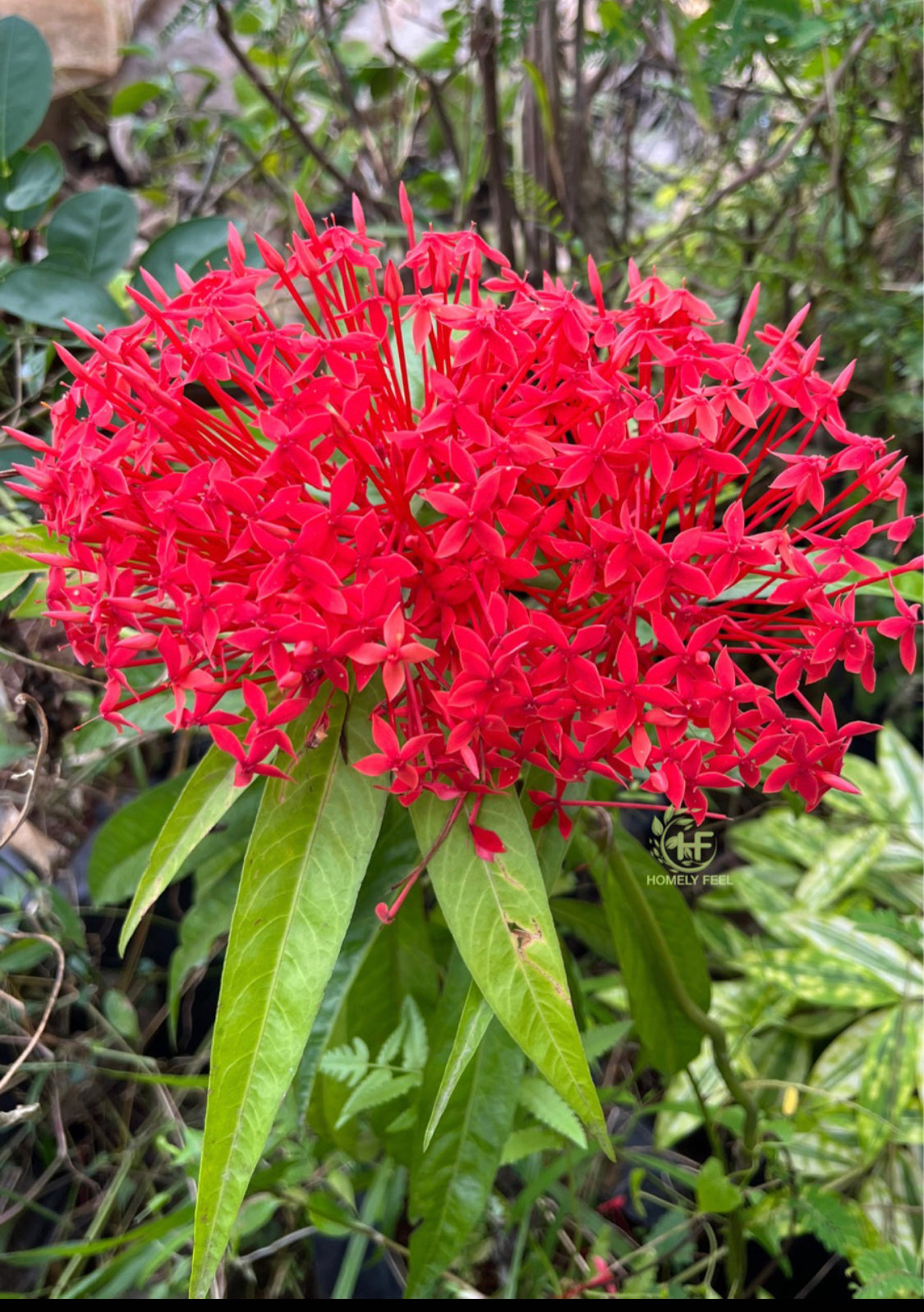 Ixora Red Long Leaf