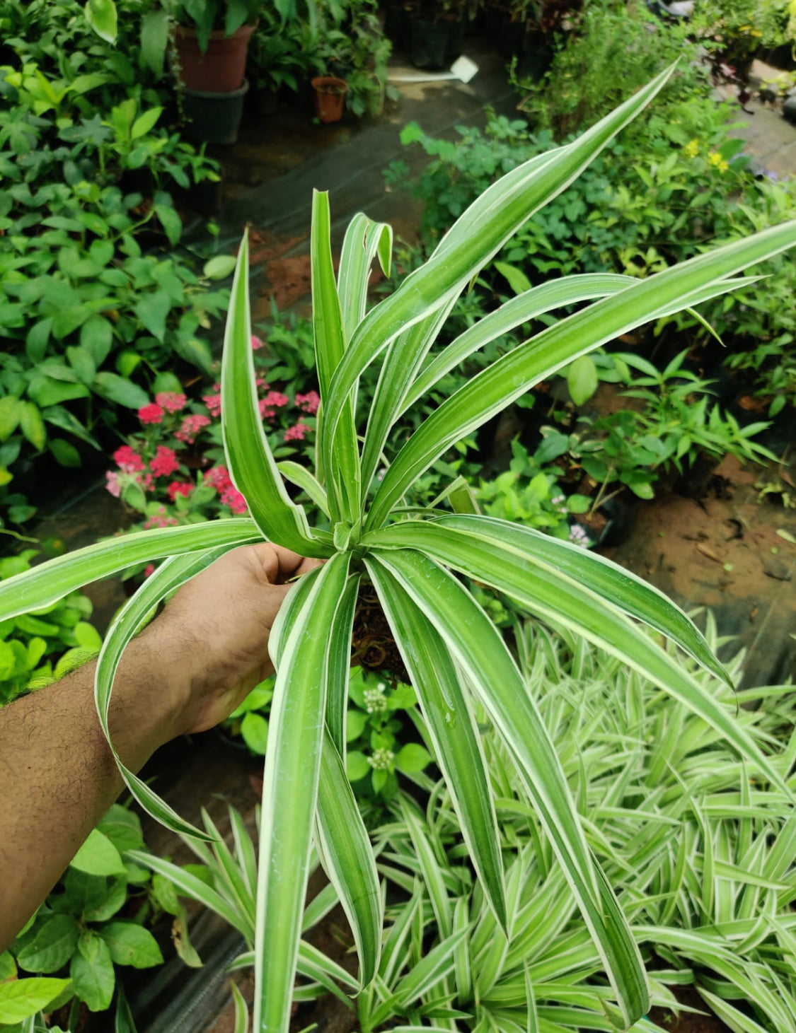 Spider plant green