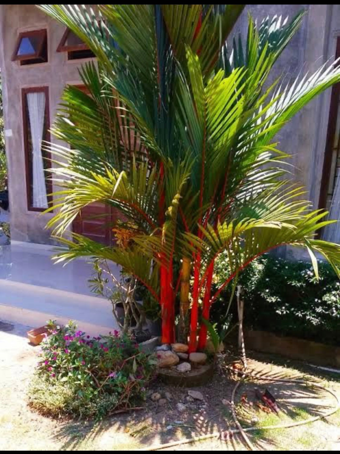 Red Palm Small