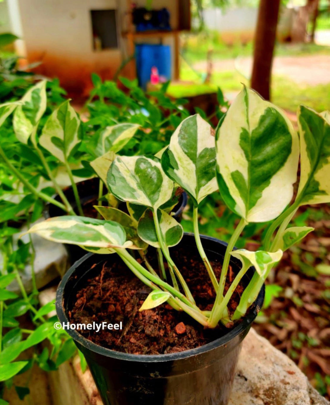 Njoy Pothos(single shoot)