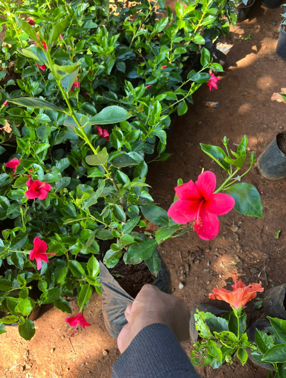 Hibiscus viceroy pink Hybrid