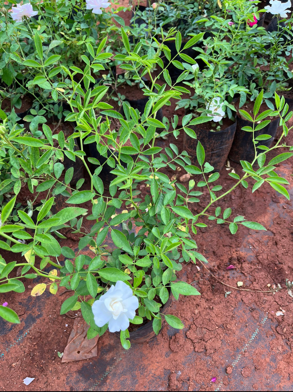 Creeper Summer Snow Rose(Own Rooted-Nadan)