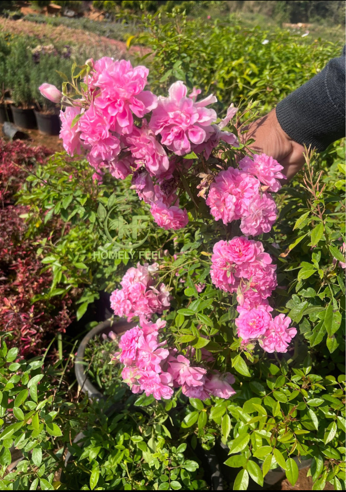 Orchid Rose(Own Rooted)