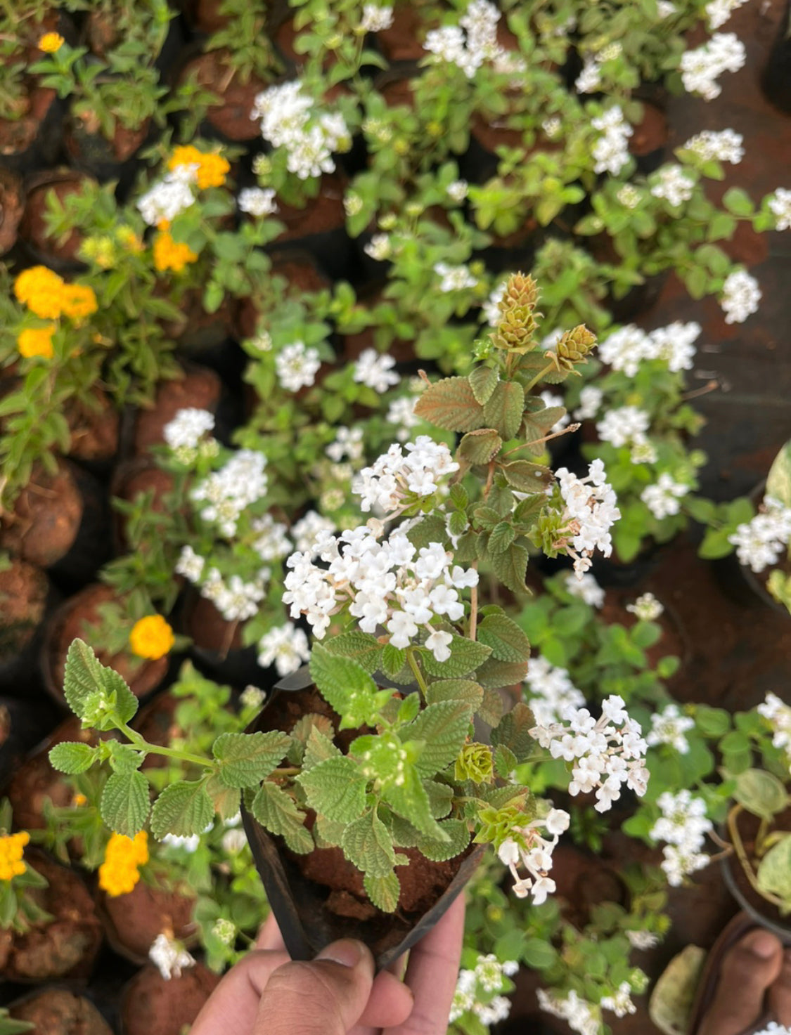 Lantana White(creeper,hanging)