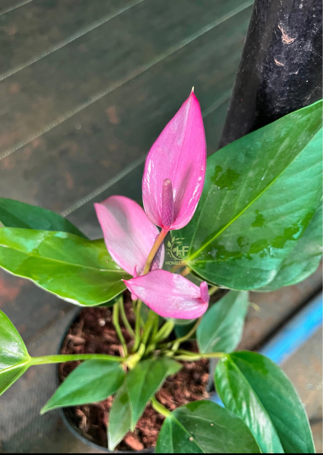 Anthurium purple narrow (Single Shoot)