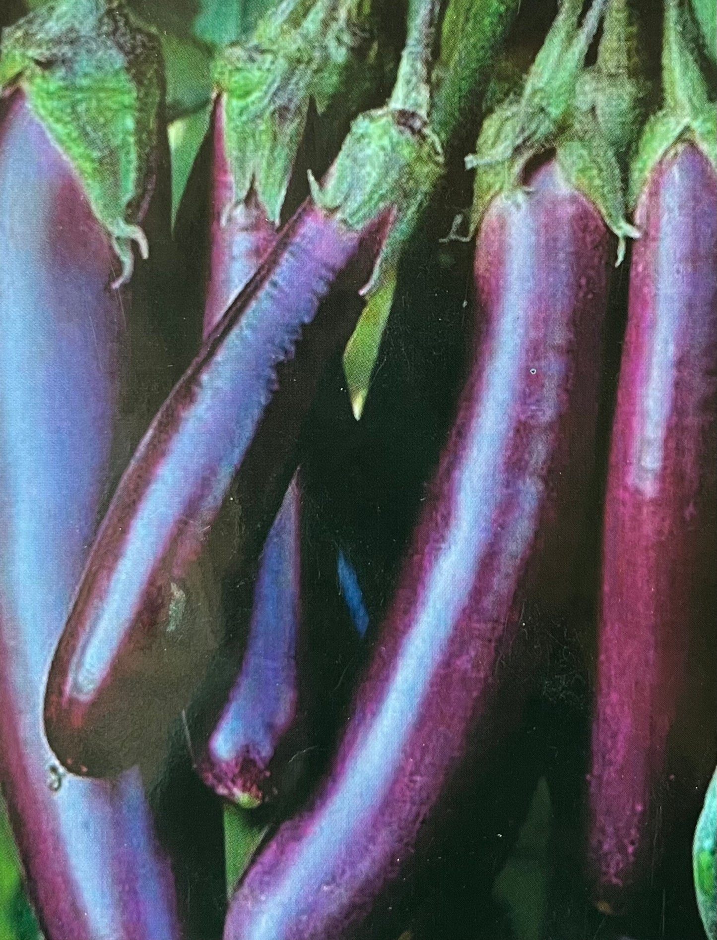 Violet Brinjal(വയലറ്റ് വഴുതനങ്ങ)seed