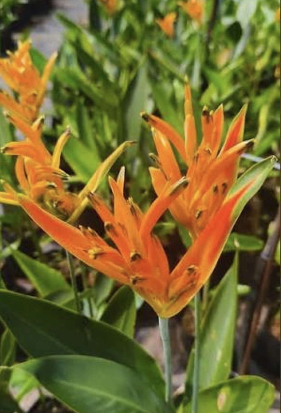 Heliconia Dwarf Orange