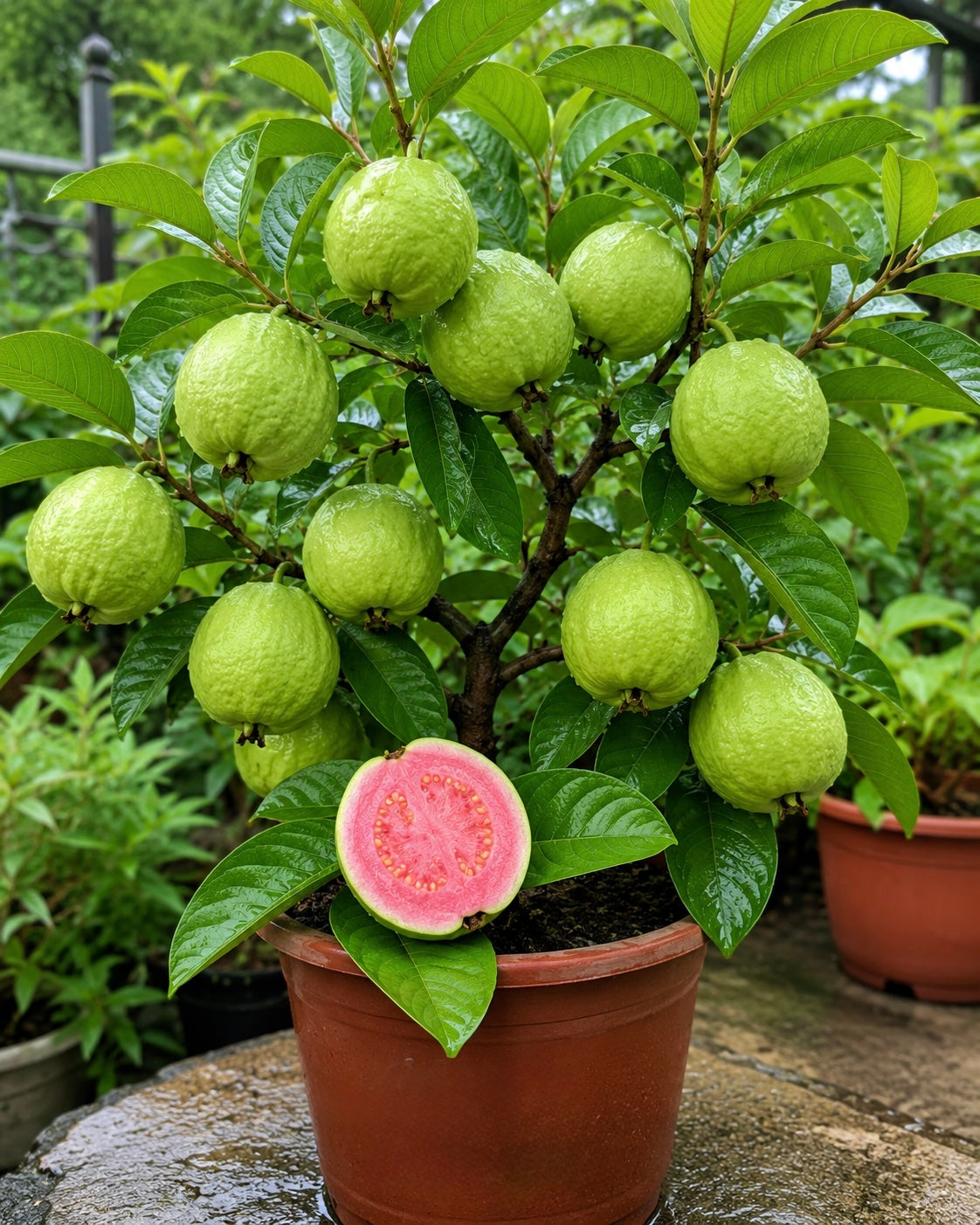 Taiwan Pink Guava(Layered Plant)