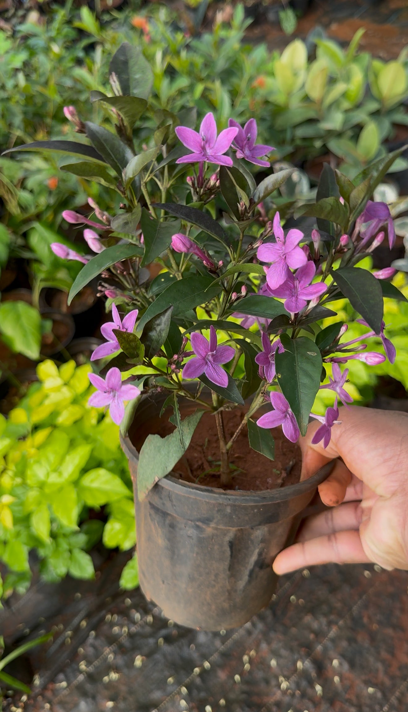 Violet Jasmine(Pseuderanthemum Kodia)