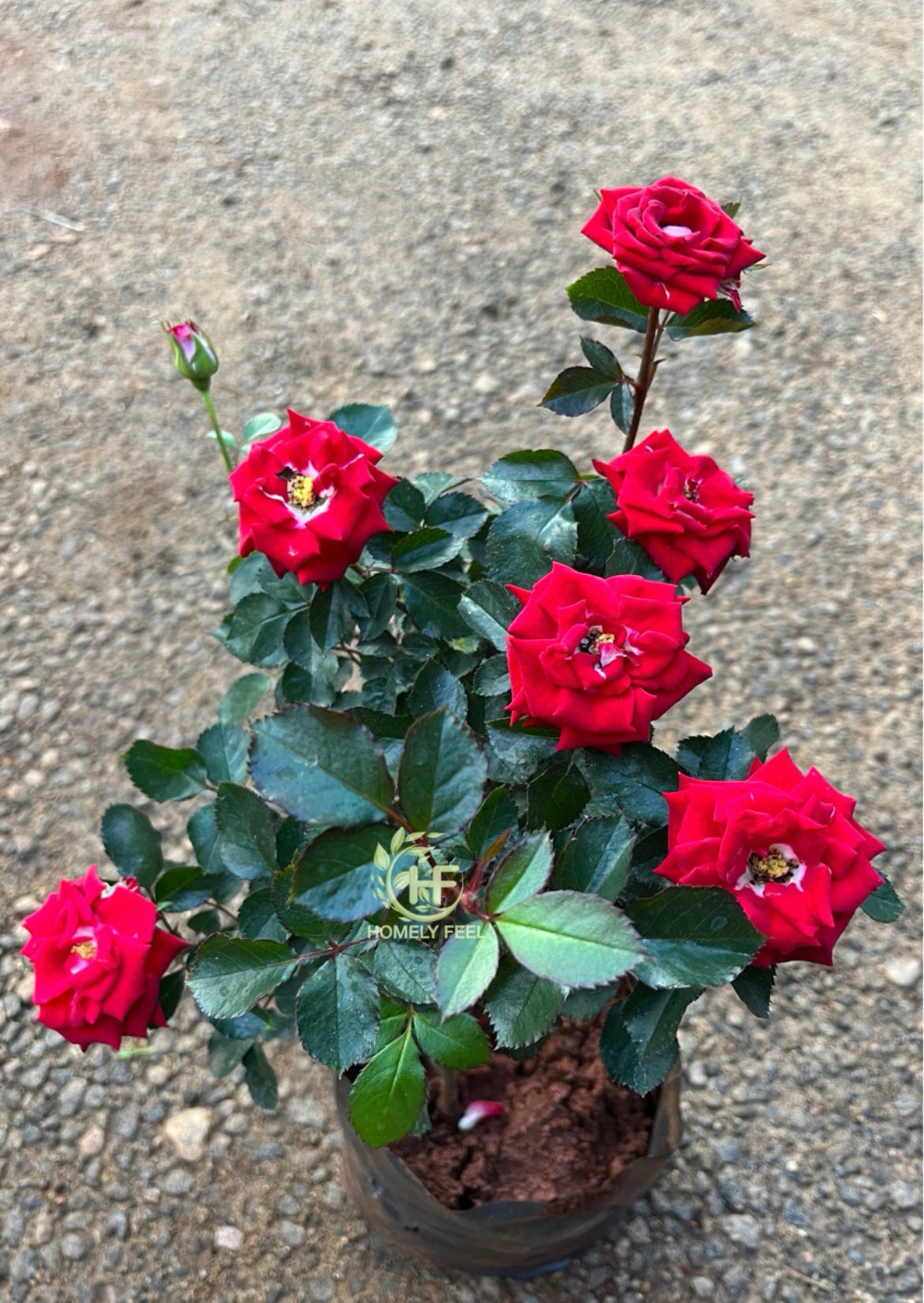 Ruby Red Rose