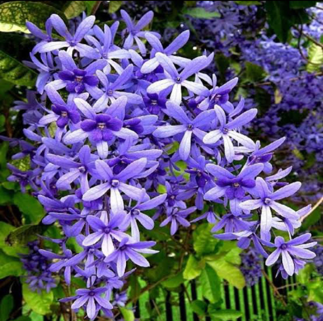 Petrea Violet