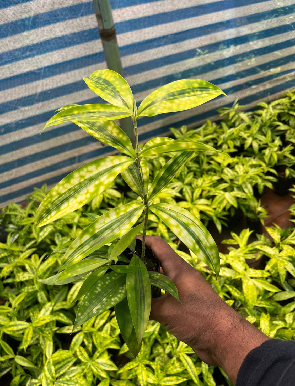 Milky Bamboo Yellow