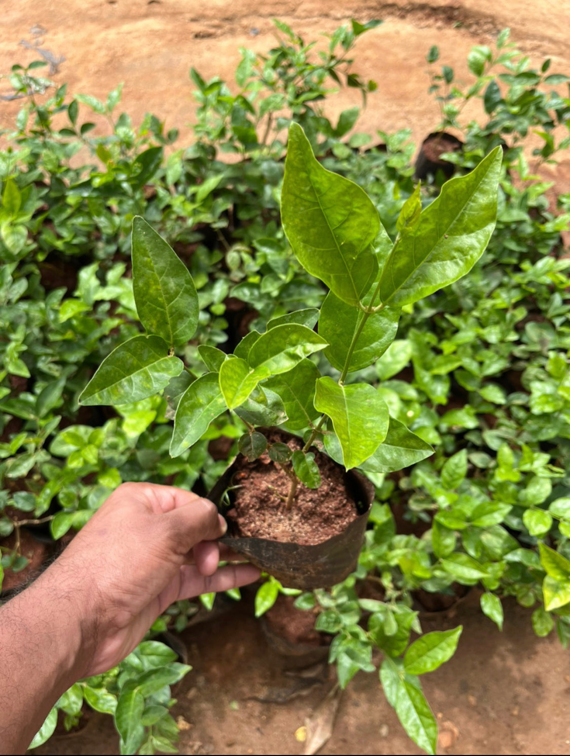 Belle of India Jasmine(Scented)