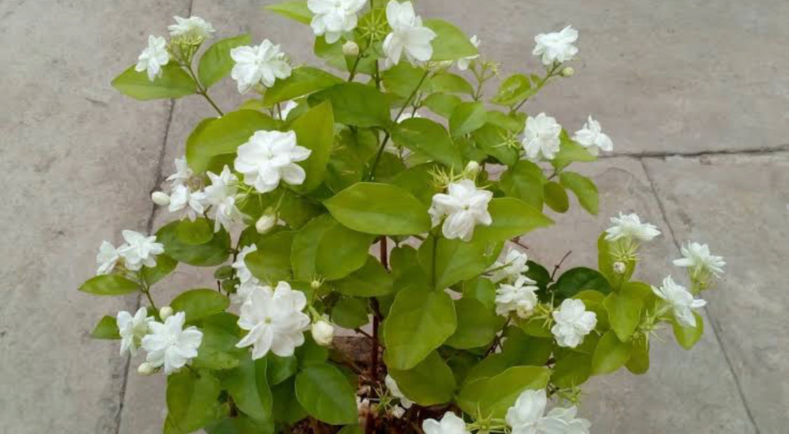 Kuttimulla(Jasmine single petal)