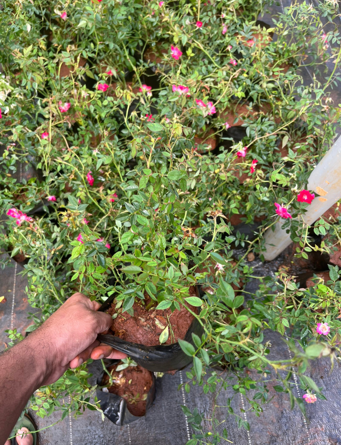 Creeper Dark Pink Rose(Own Rooted)