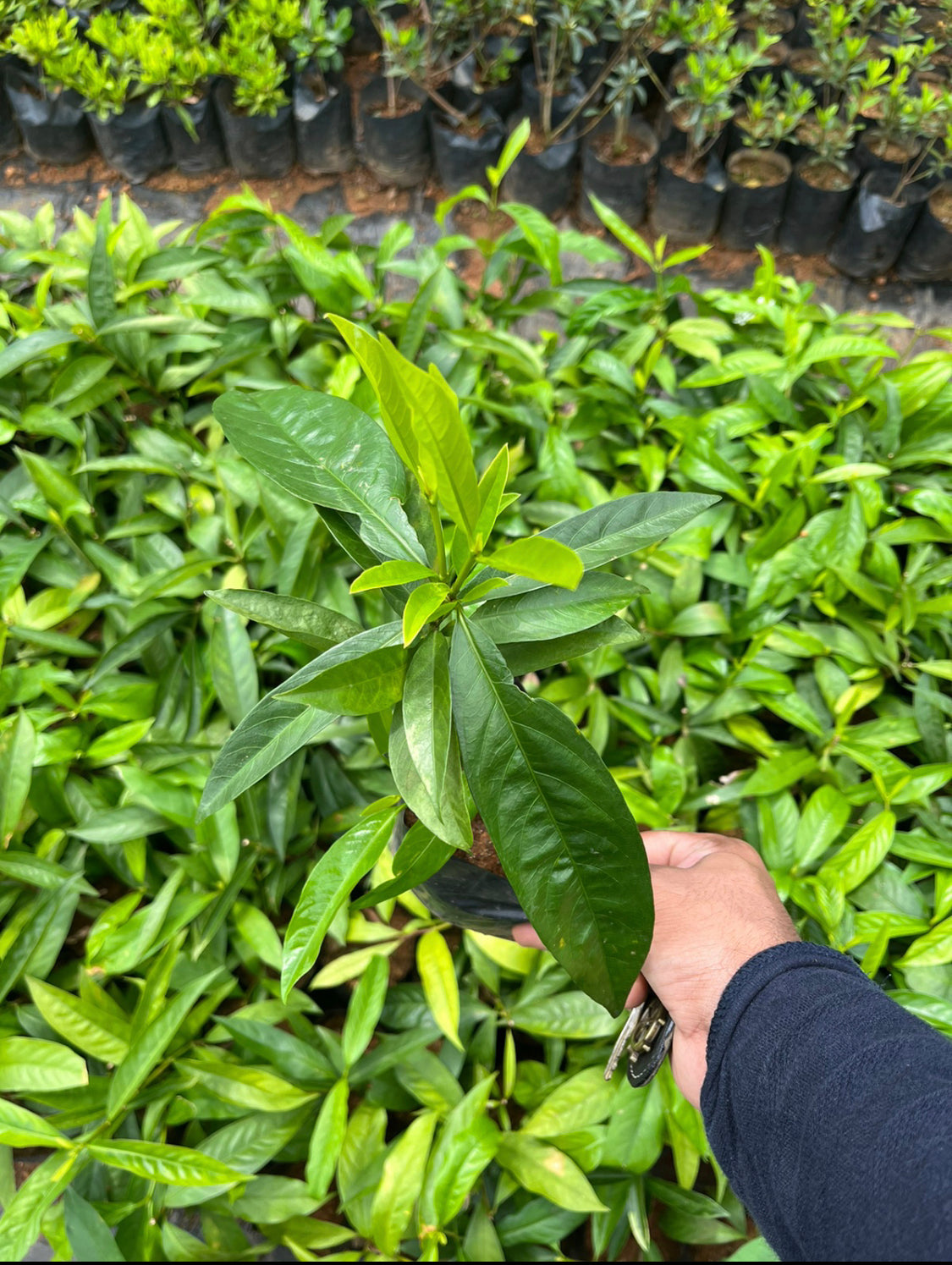 Ixora ashoka(Ashoka Thechi).