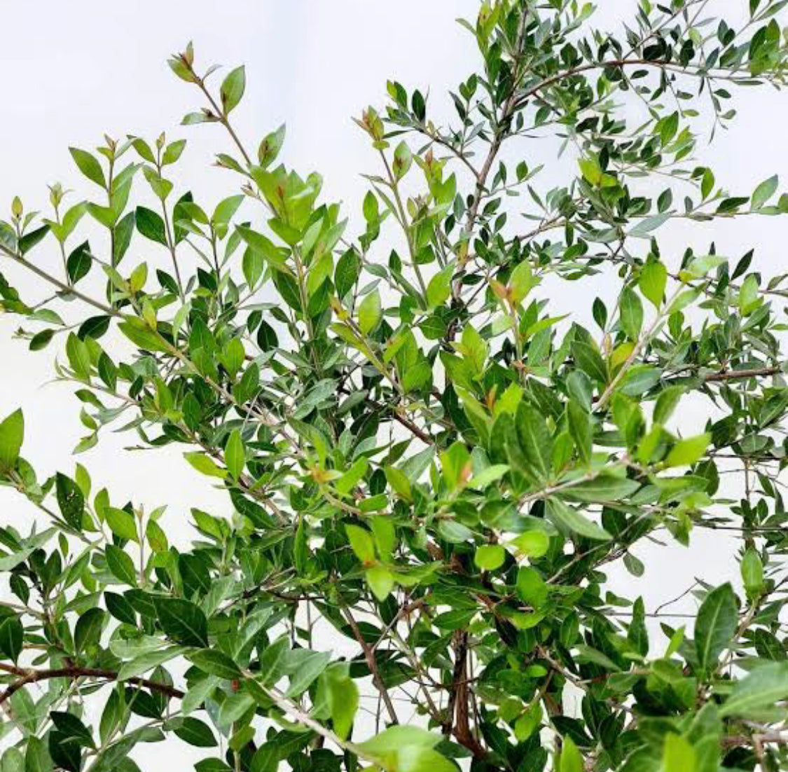 Henna Plant