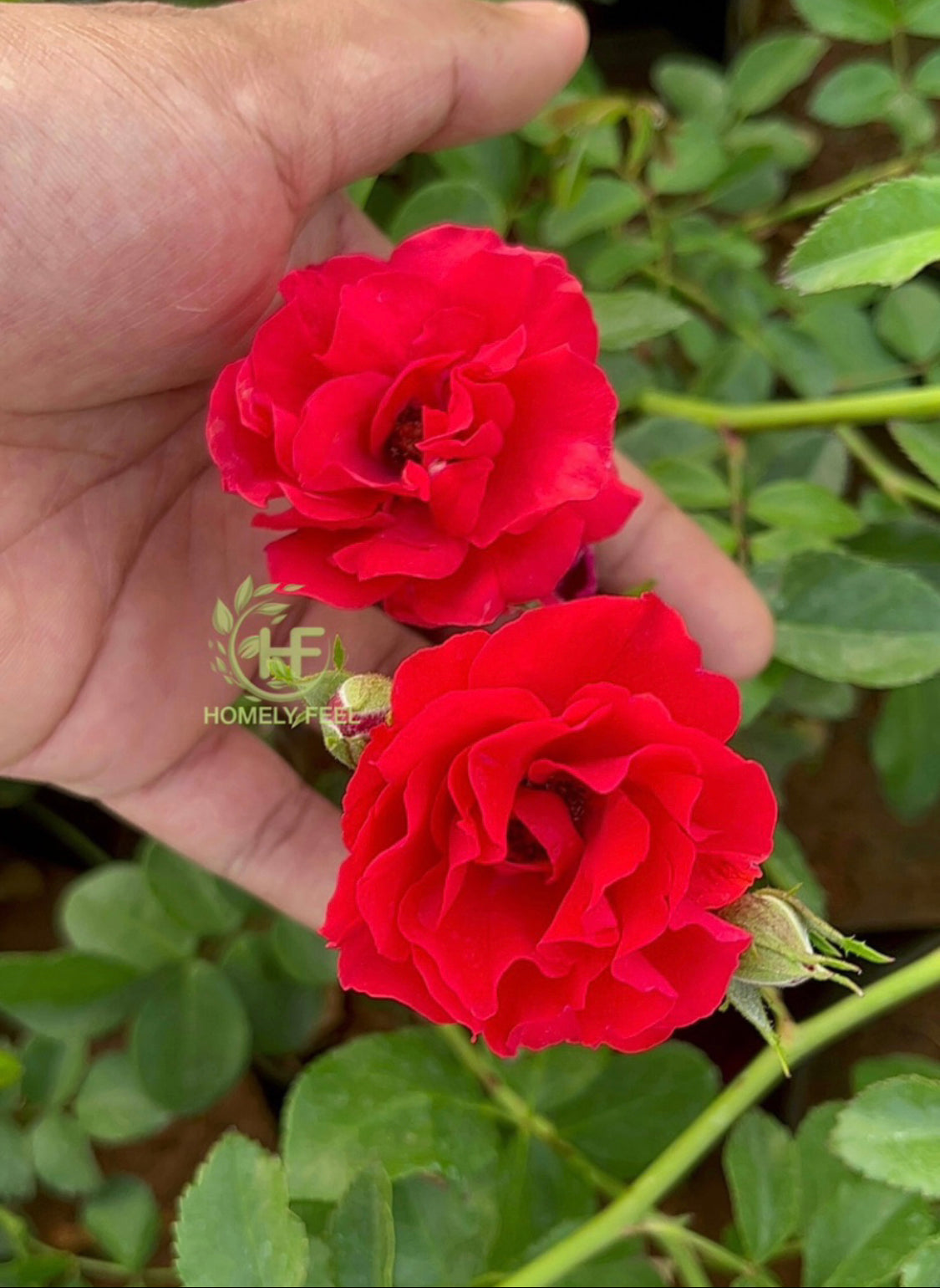 Climbing Reddish Orange Rose(Own Rooted)