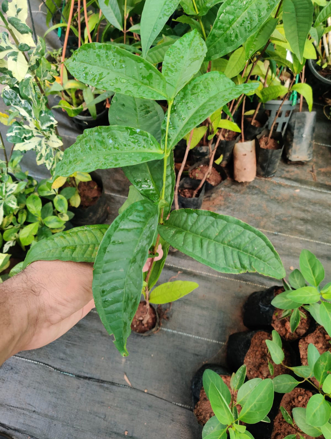 Jambu pink