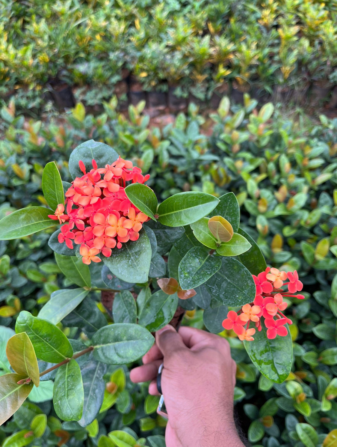 Ixora Orange Hybrid Semi Dwarf