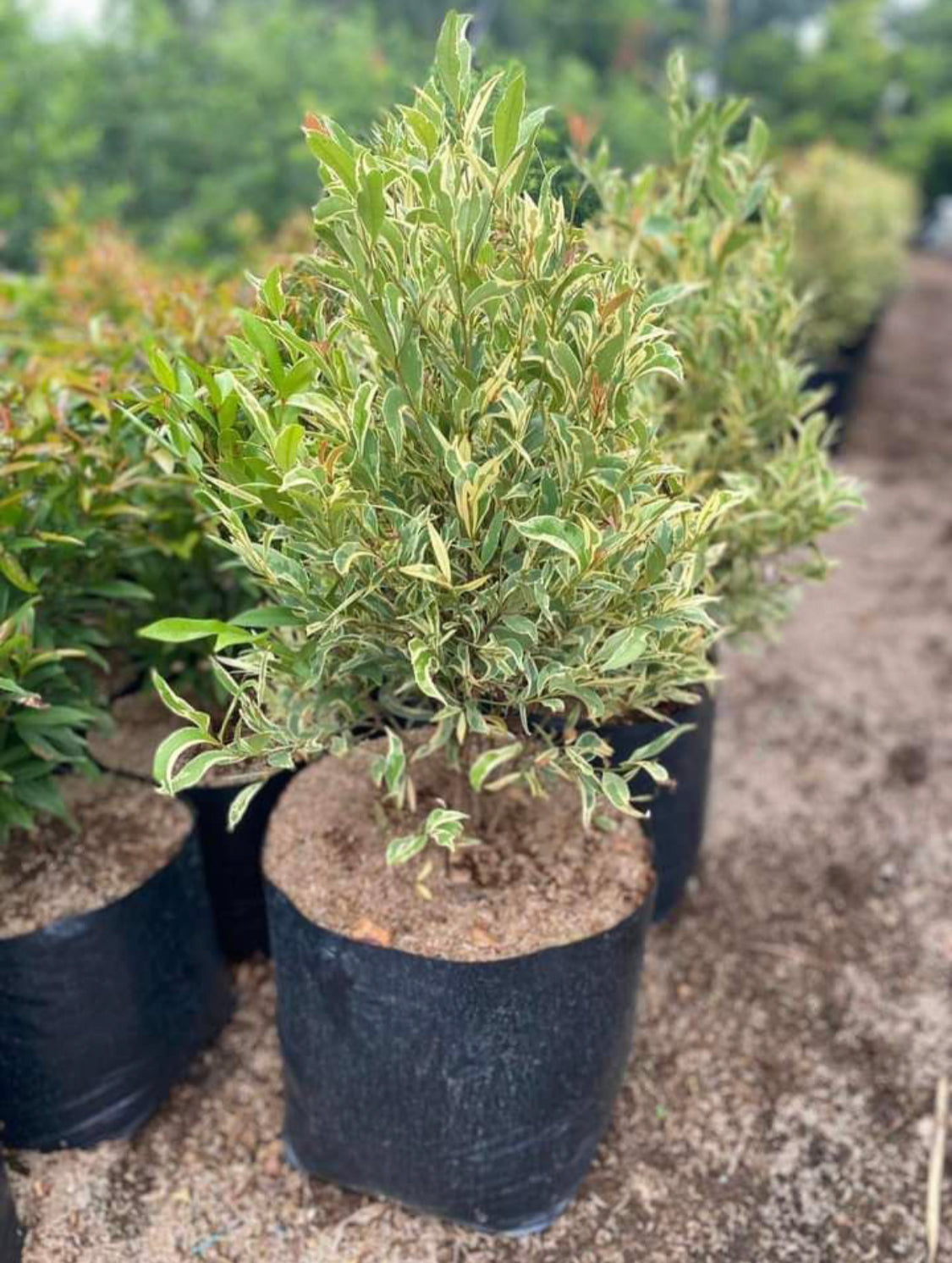 Eugenia Variegated