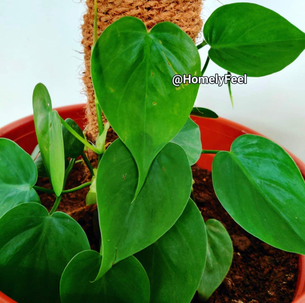 philodendron kerala Philodendron Heart Leaf – Homely Feel Gardens