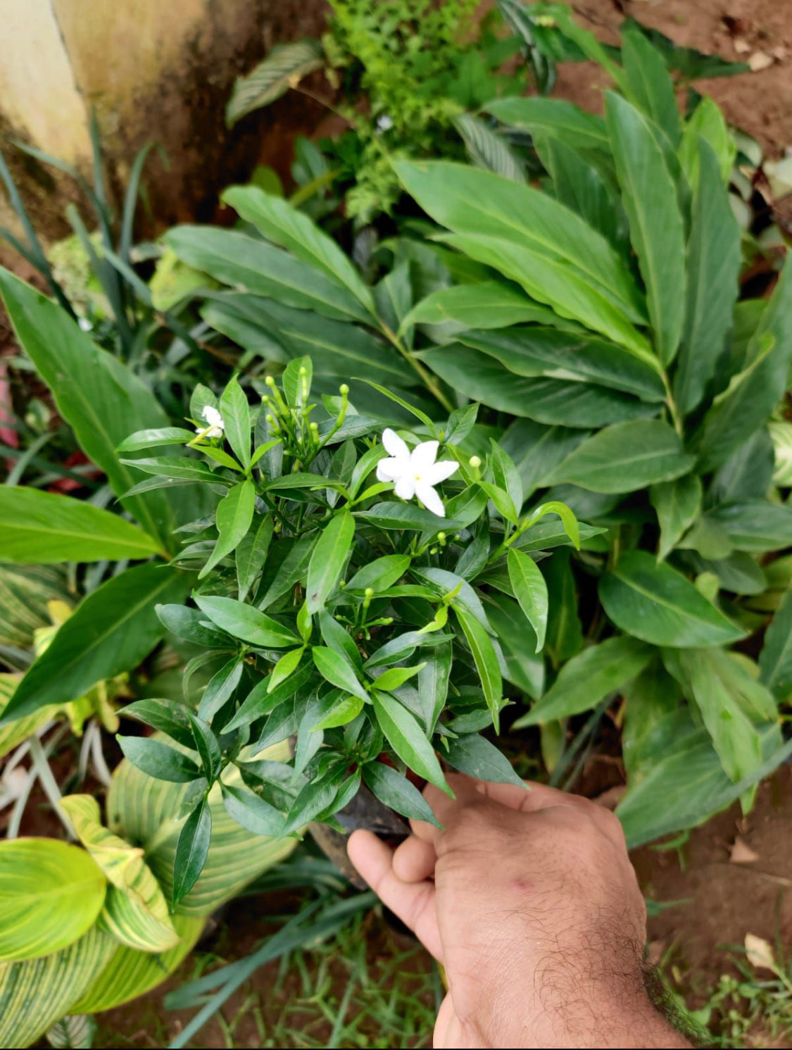 Crape Jasmine Dwarf Green