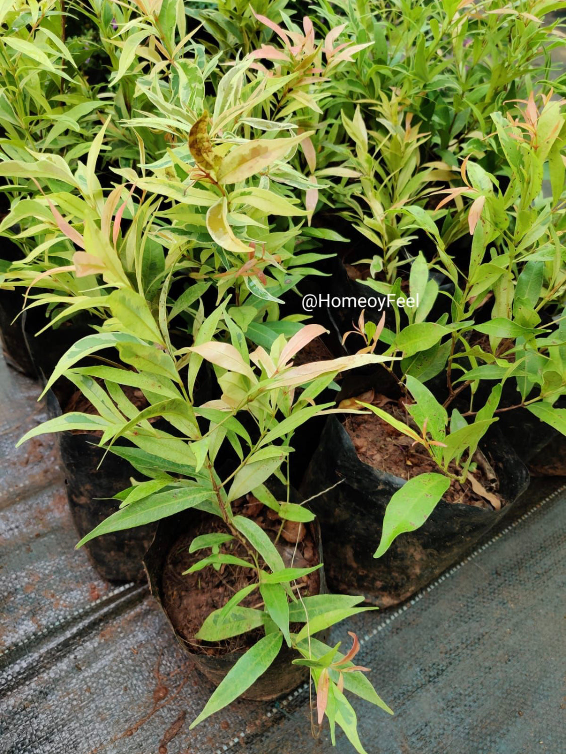 Eugenia Variegated