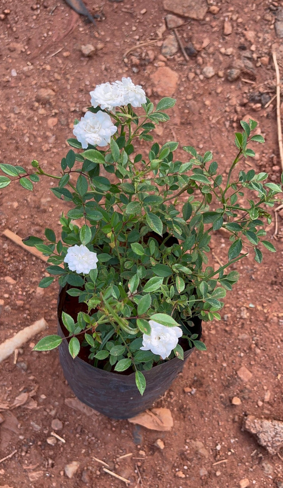 Miniature White Rose(Own Rooted)