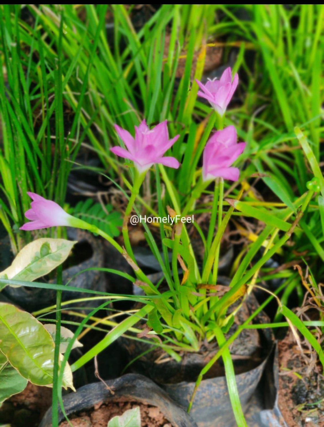 Rain Lilly Pink