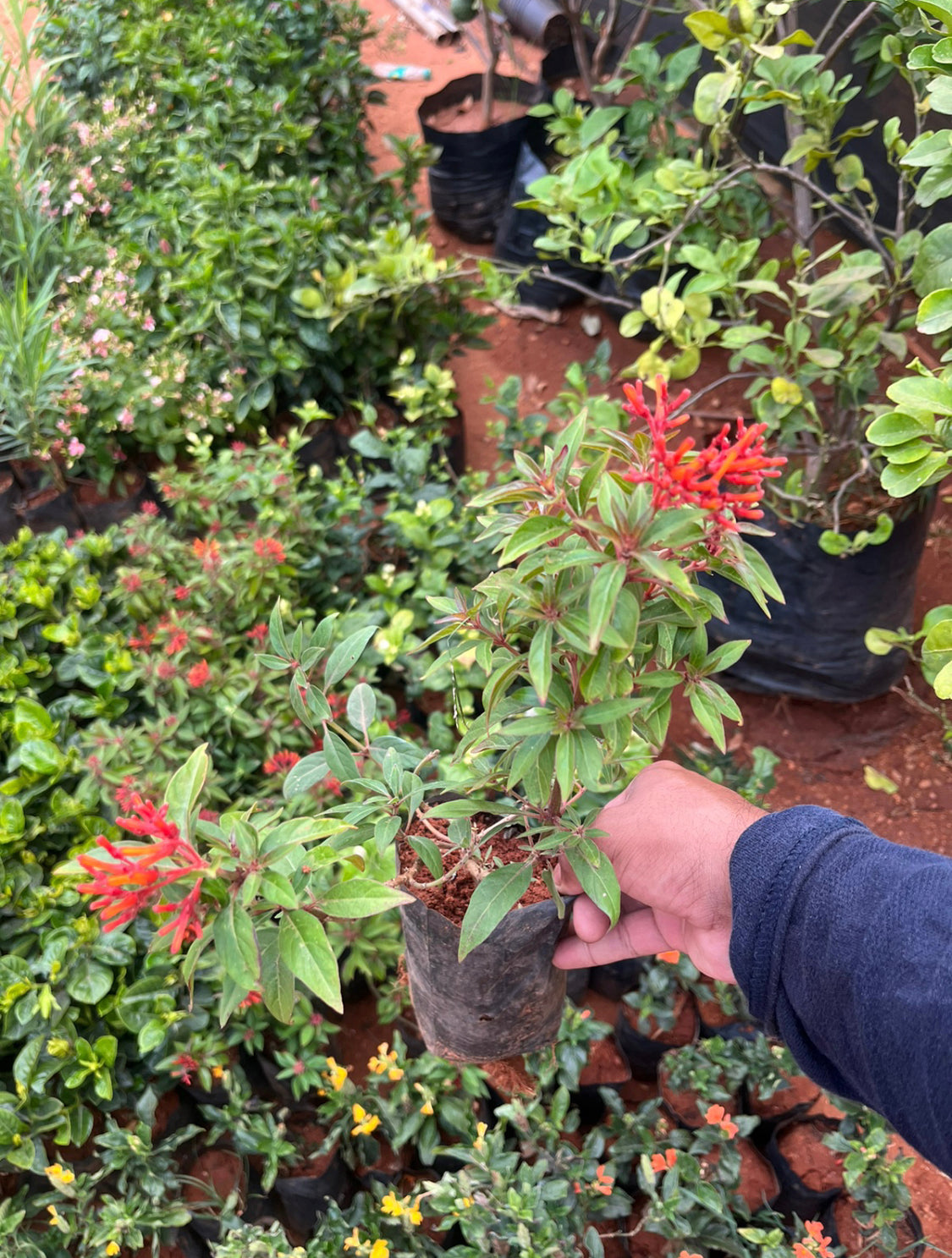 Fire bush Dwarf