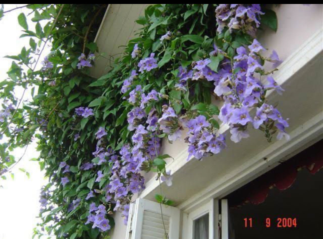 Thunbergia Grandiflora