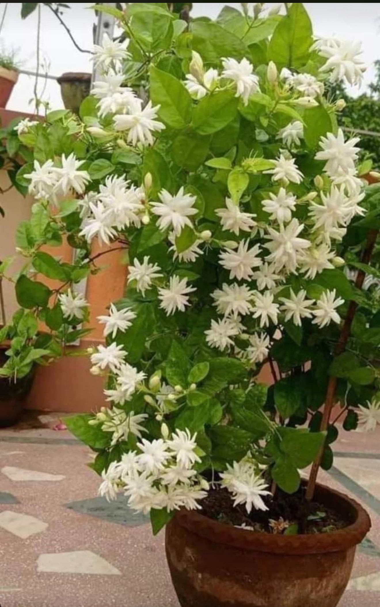 Belle of India Jasmine/Iruvachi Mulla – Homely Feel Gardens