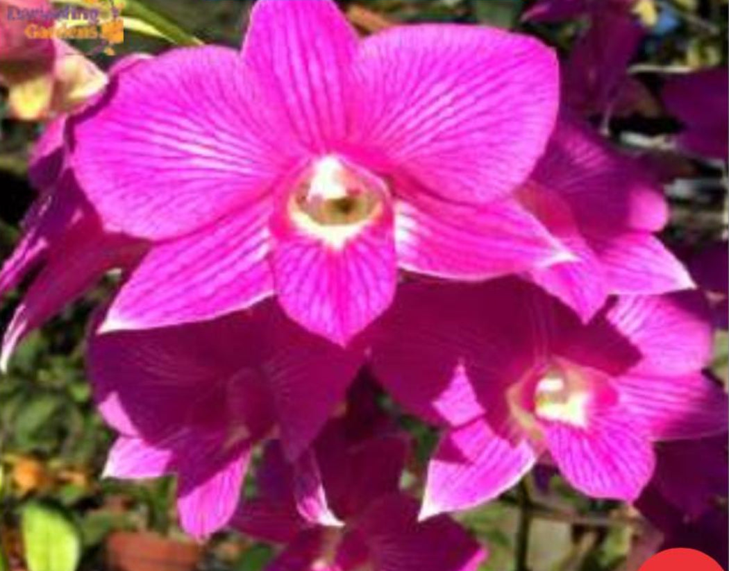 Dendrobium Orchid(Burana Pink Glow) Seedling