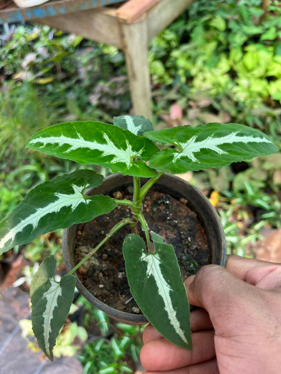 Syngonium Wendlandi