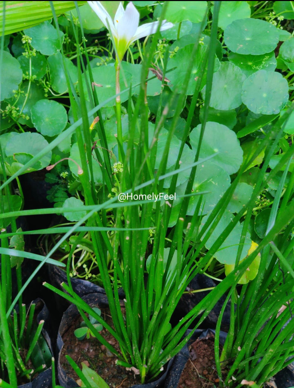 Rain Lilly White